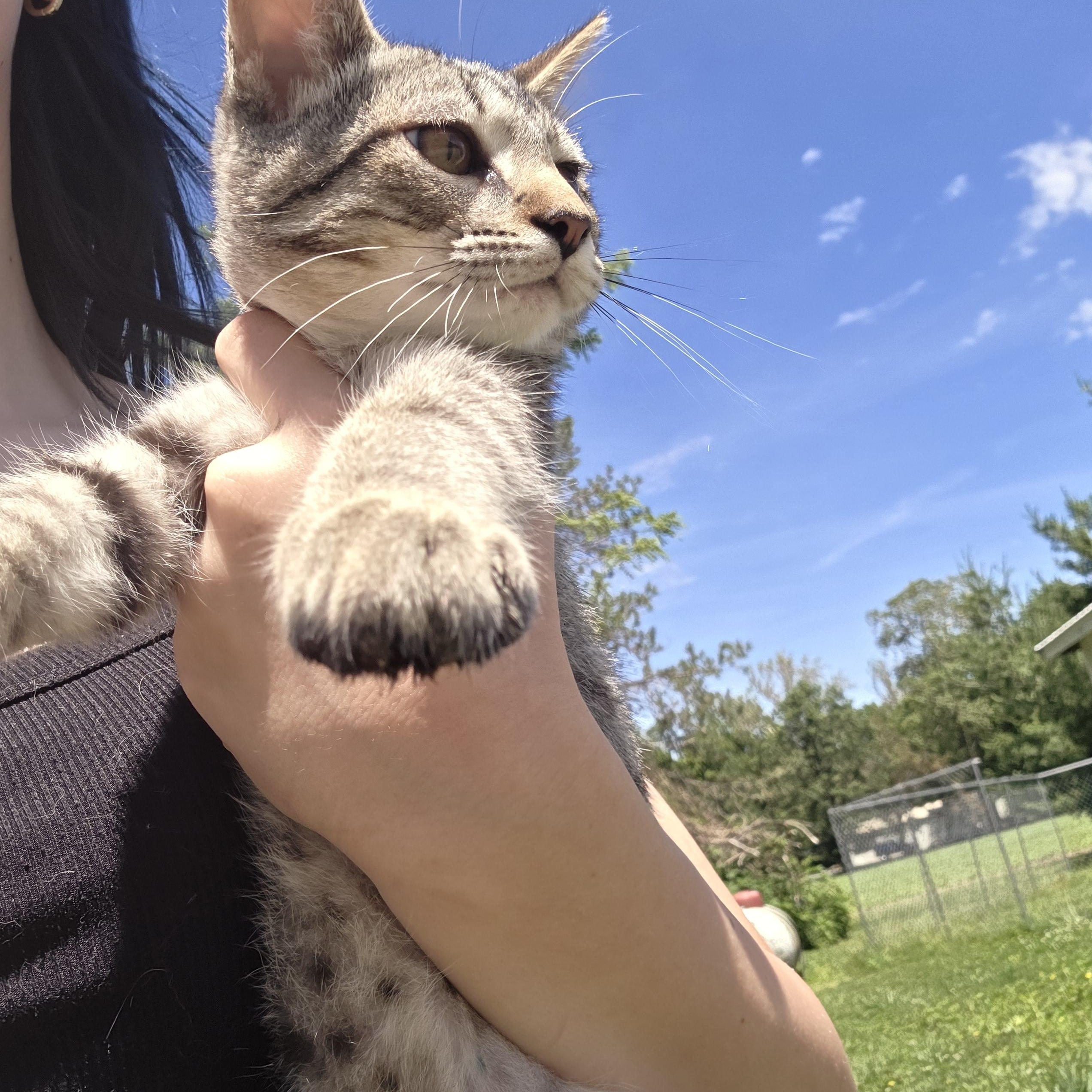 Alvin, a ADOPTABLE Tiger in Muncie, IN image 1/5