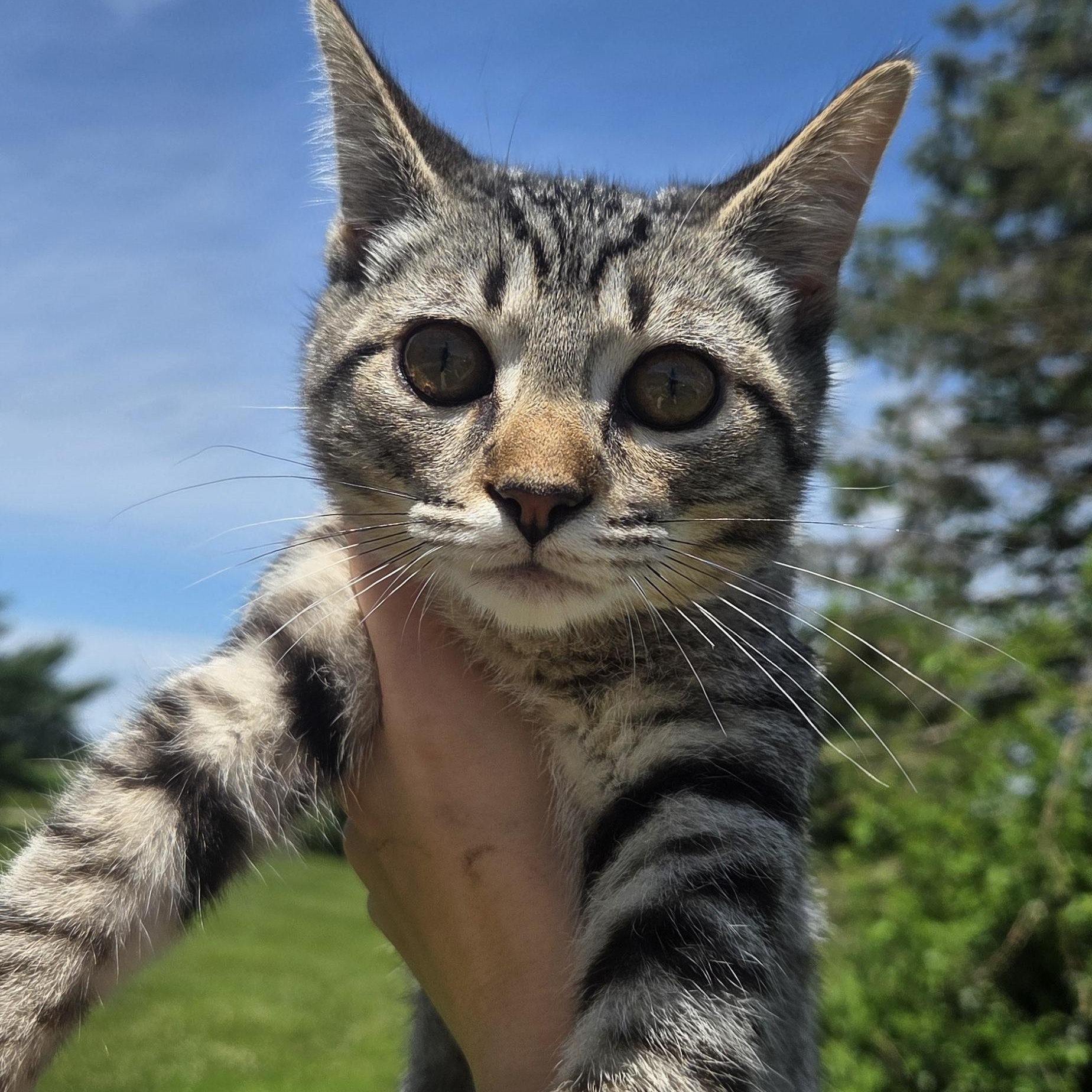 Alvin, a ADOPTABLE Tiger in Muncie, IN image 4/5