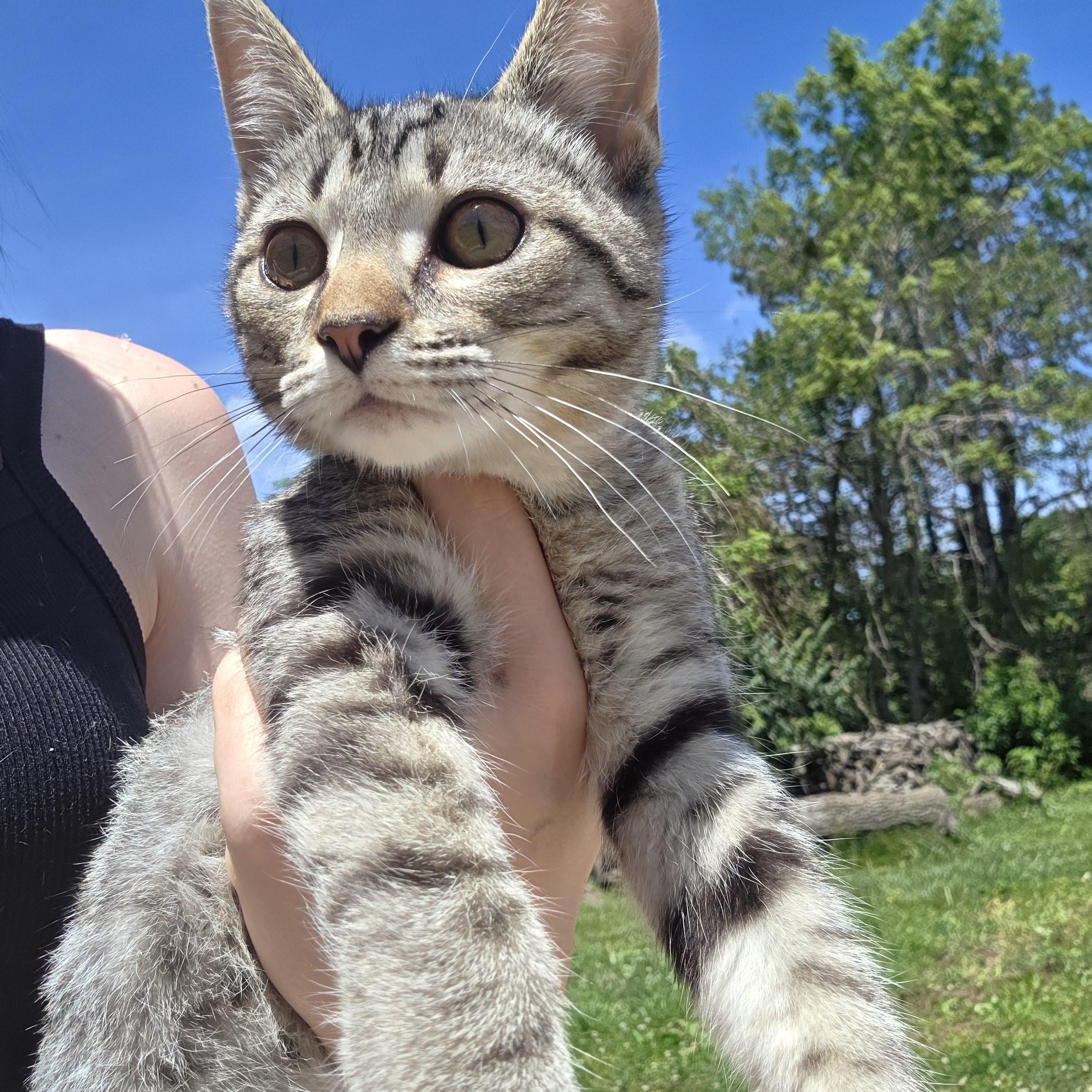 Alvin, a ADOPTABLE Tiger in Muncie, IN image 5/5