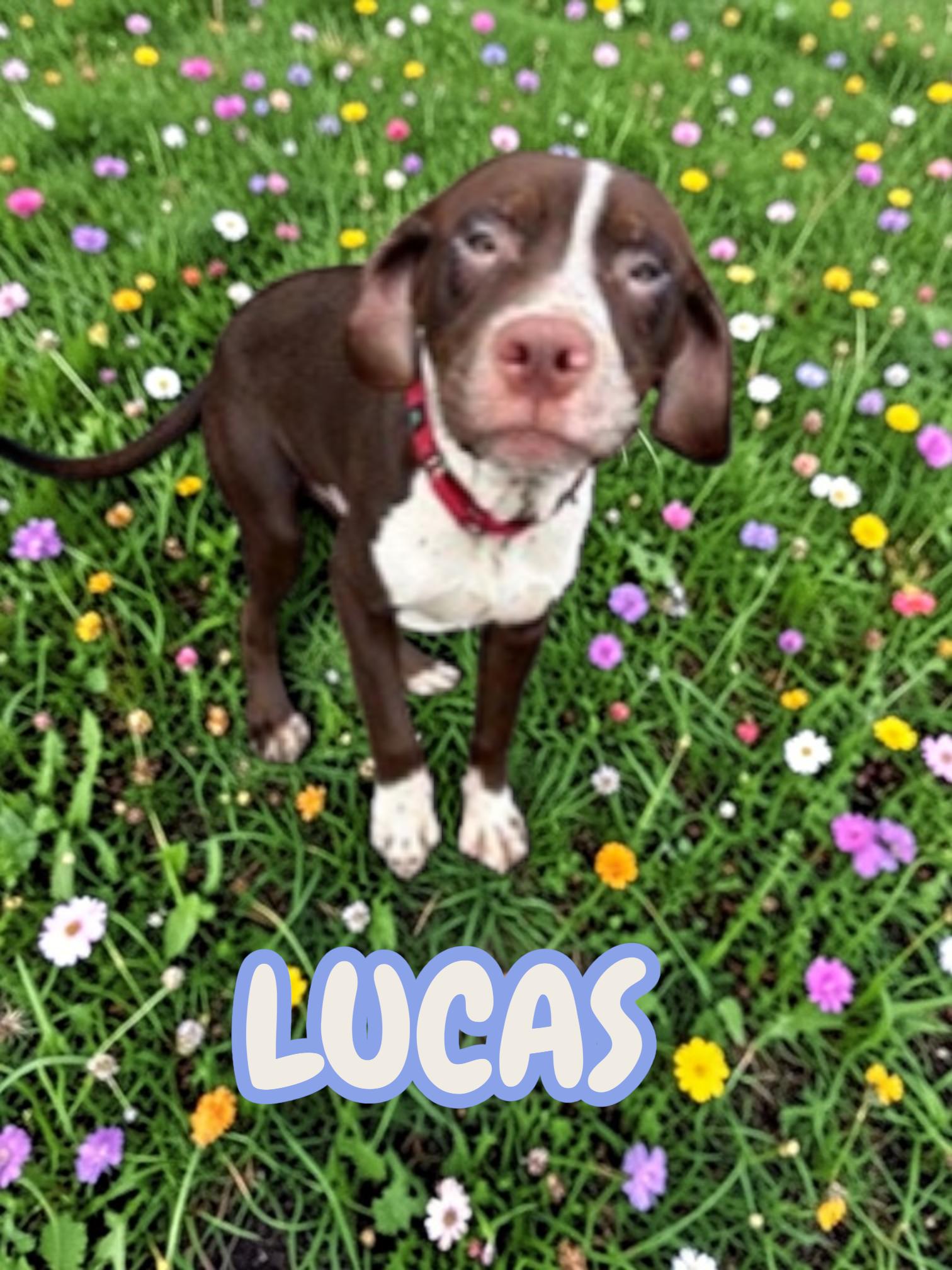 Enlarge Lucas, a ADOPTABLE mixed breed in Taunton, MA image 1/1