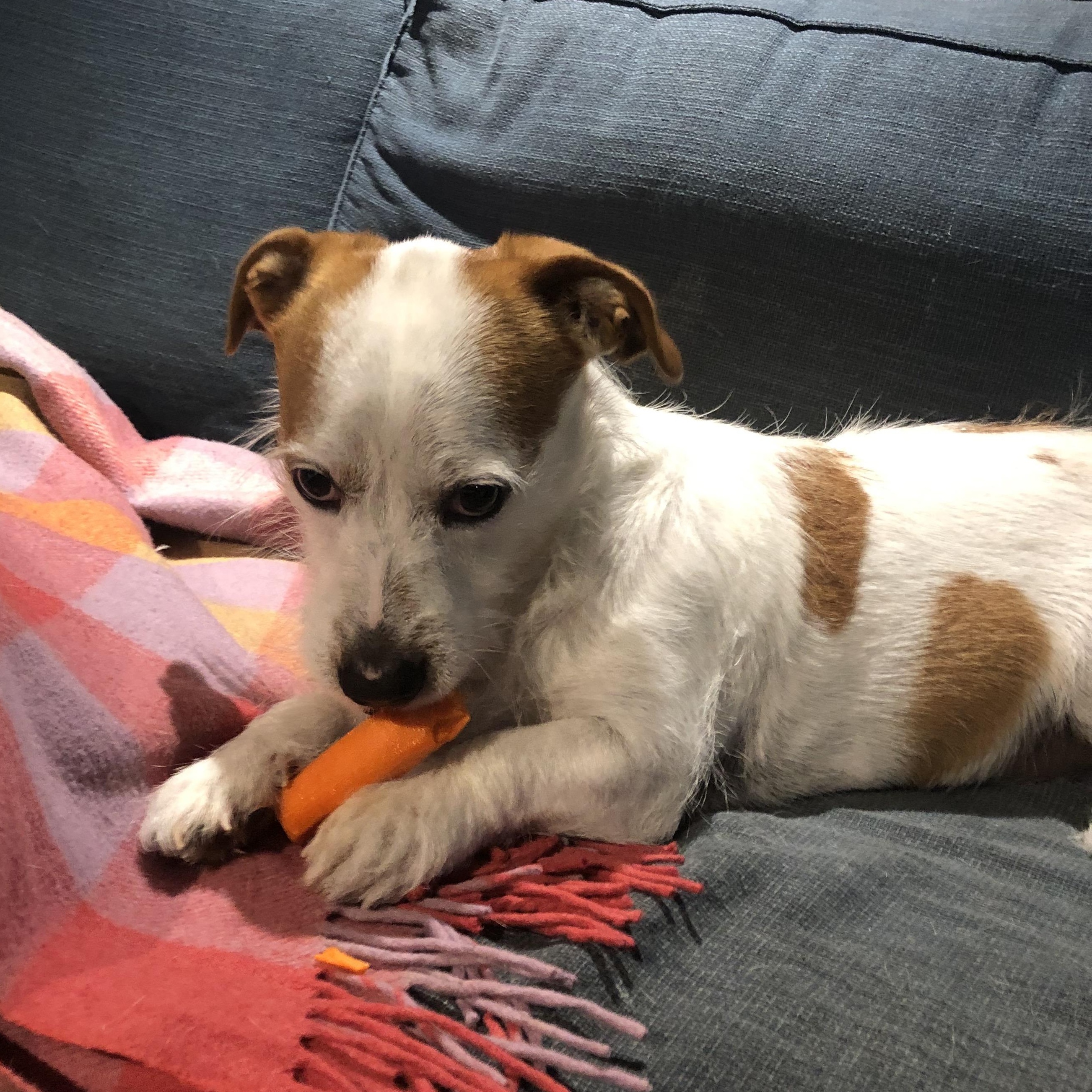 Enlarge Bear, a ADOPTABLE mixed breed in Toronto, ON image 4/6