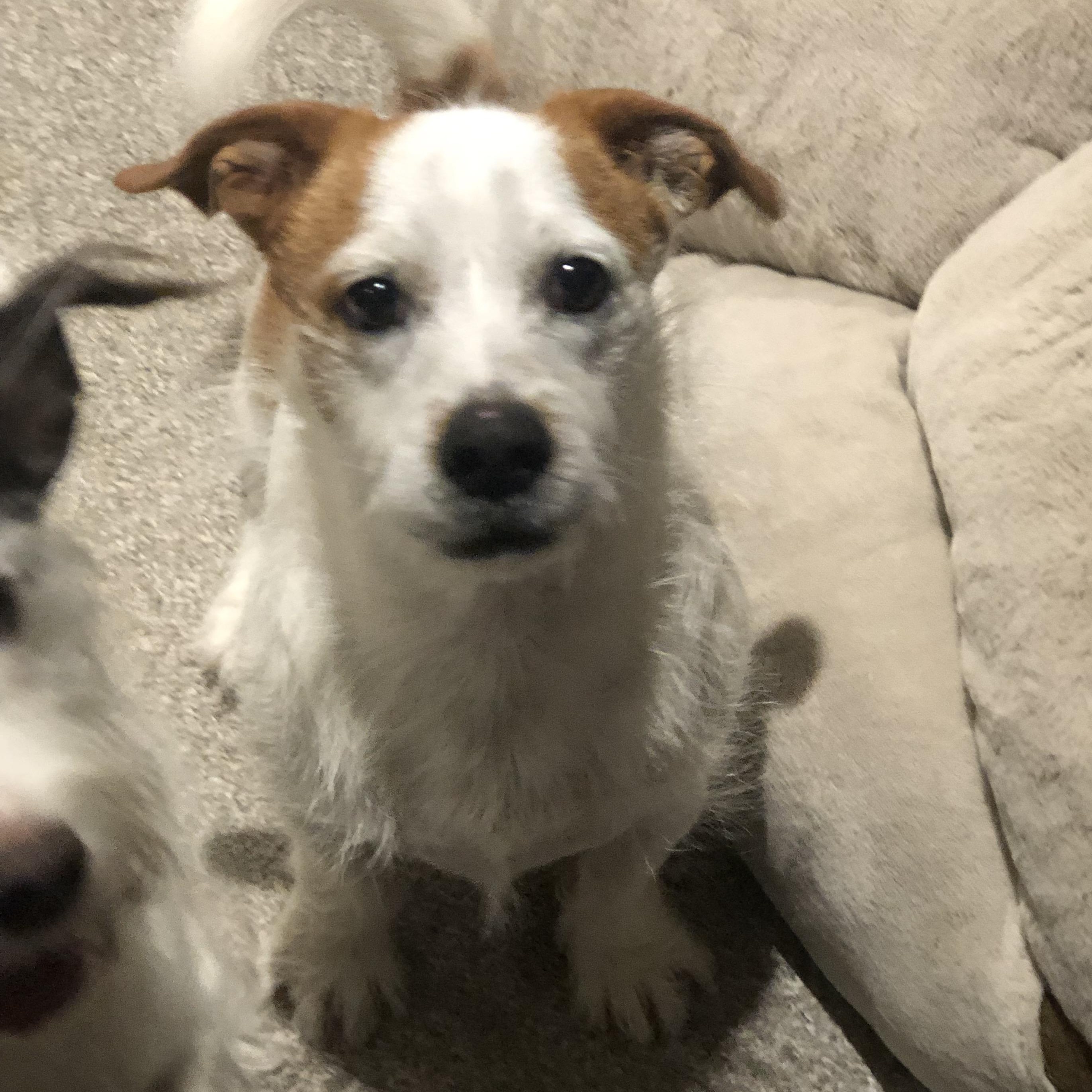 Enlarge Bear, a ADOPTABLE mixed breed in Toronto, ON image 3/6