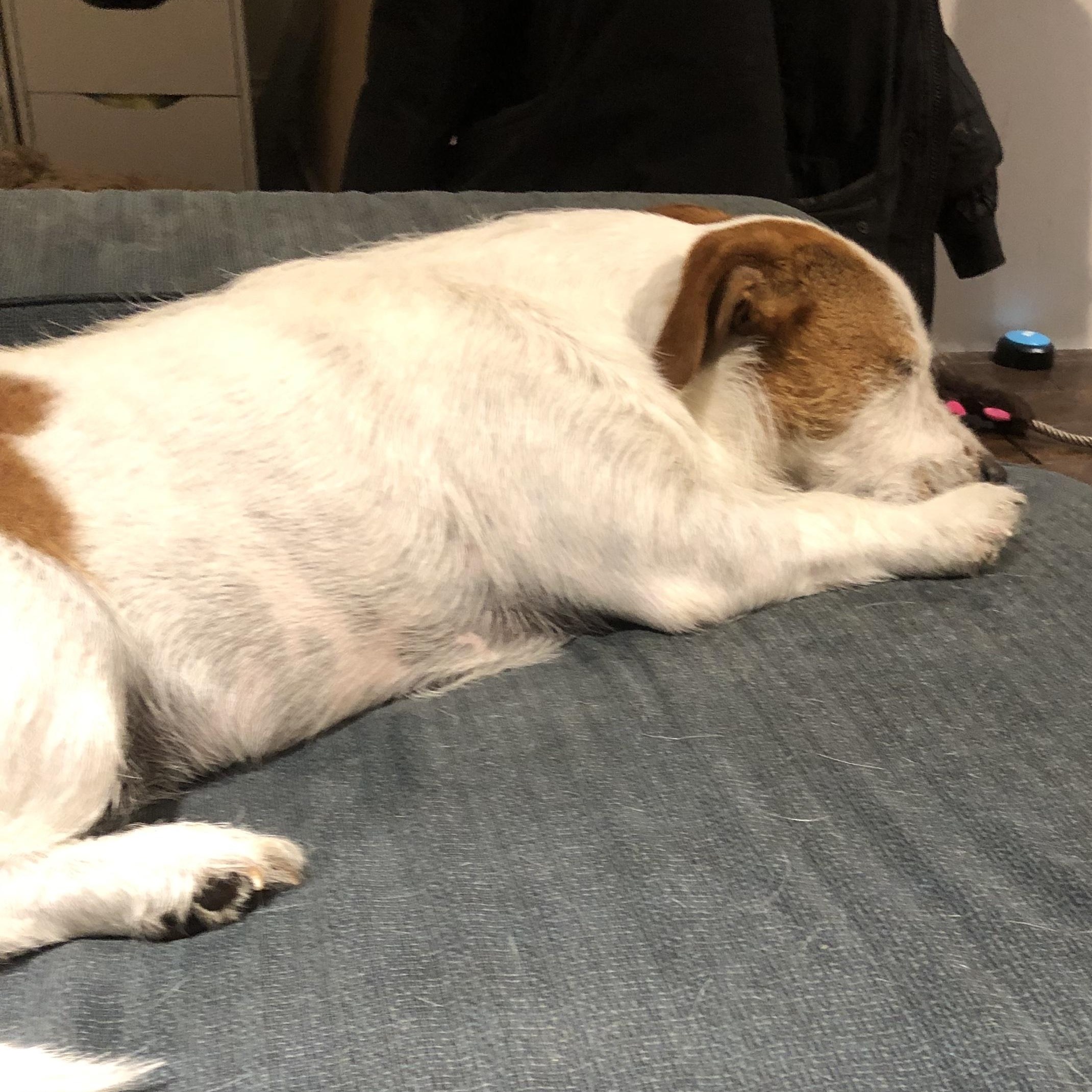 Enlarge Bear, a ADOPTABLE mixed breed in Toronto, ON image 5/6