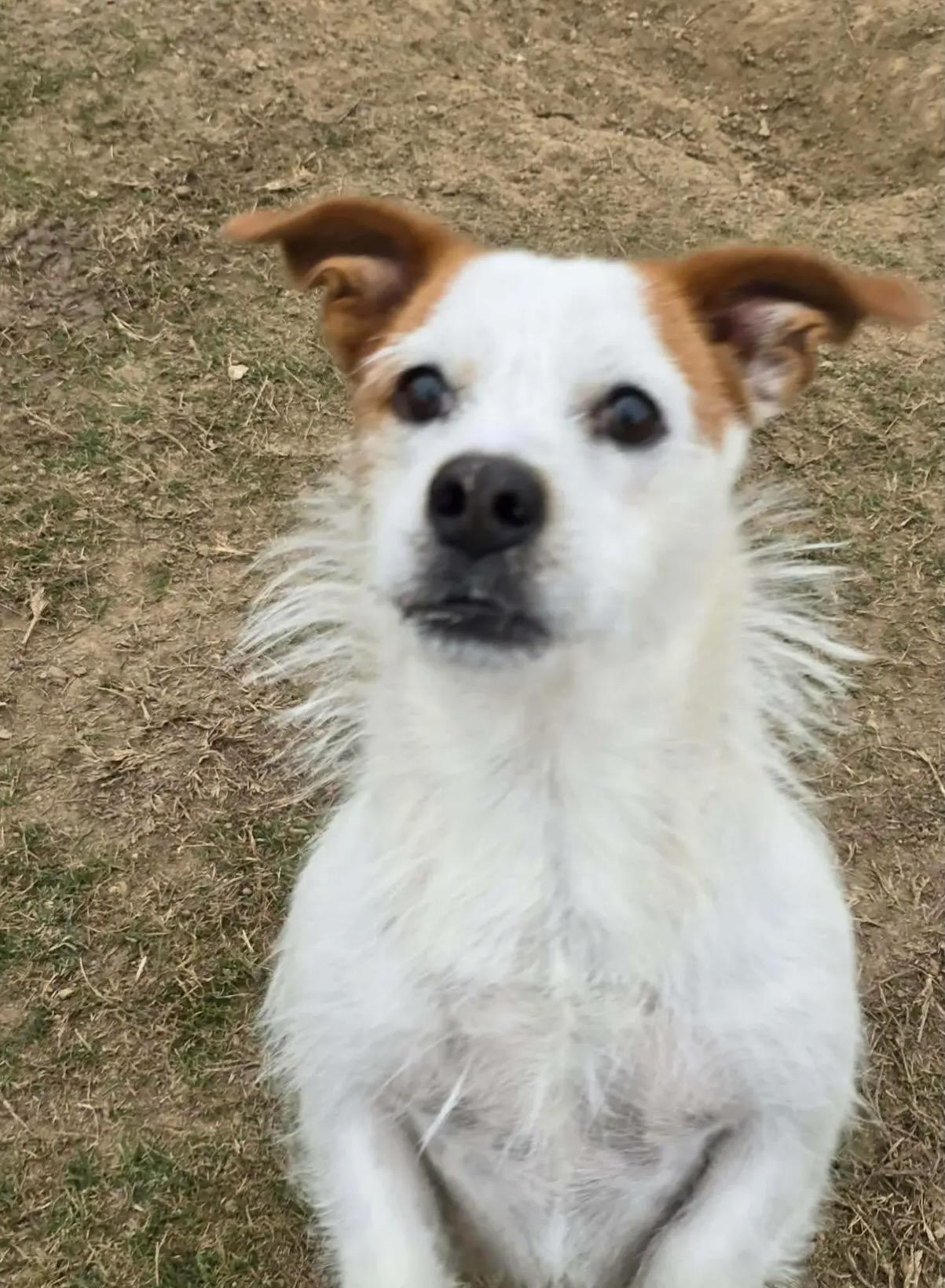Enlarge Bear, a ADOPTABLE mixed breed in Toronto, ON image 6/6