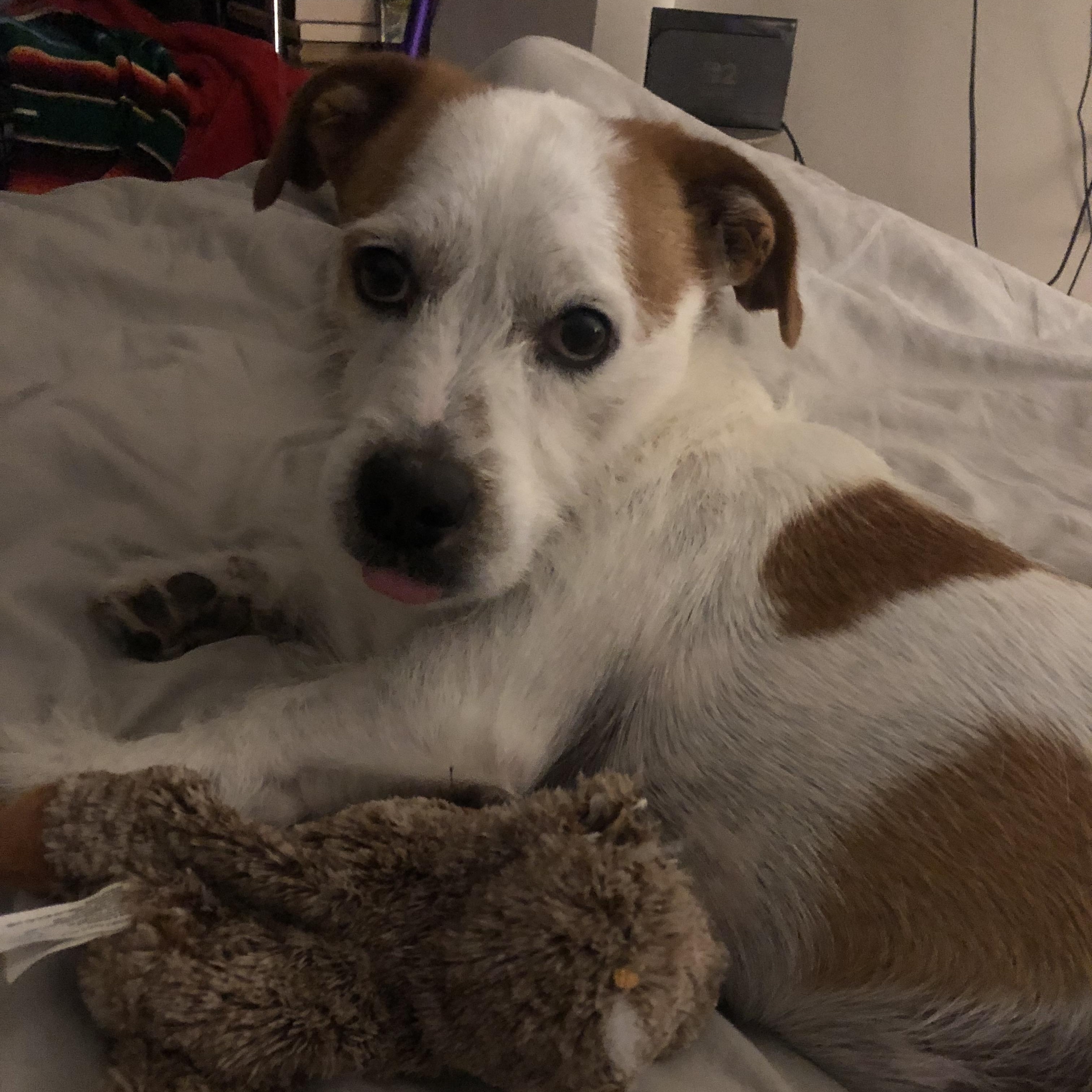 Enlarge Bear, a ADOPTABLE mixed breed in Toronto, ON image 2/6