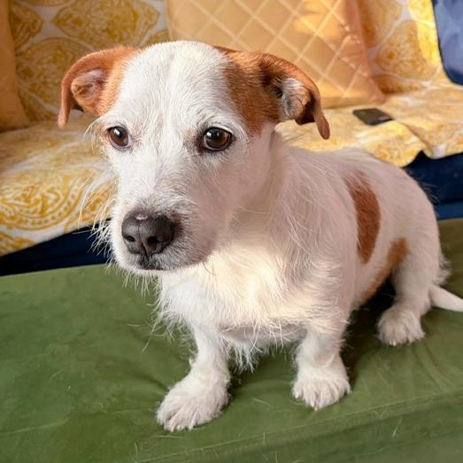 Enlarge Bear, a ADOPTABLE mixed breed in Toronto, ON image 1/6