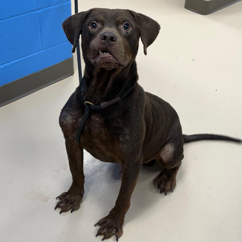 Enlarge Derpy, a Adoptable mixed breed in Pine Bluff, AR image 1/6