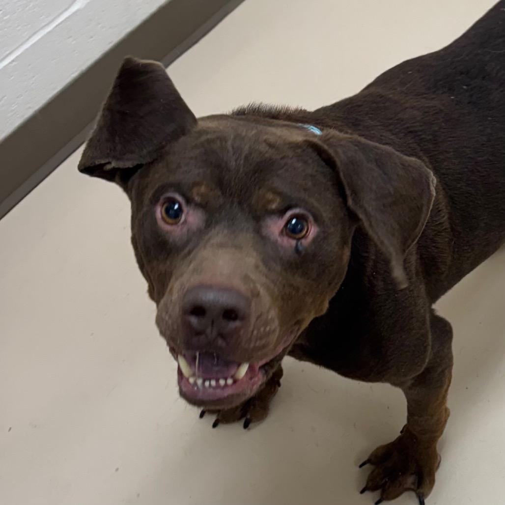 Enlarge Derpy, a Adoptable mixed breed in Pine Bluff, AR image 2/6