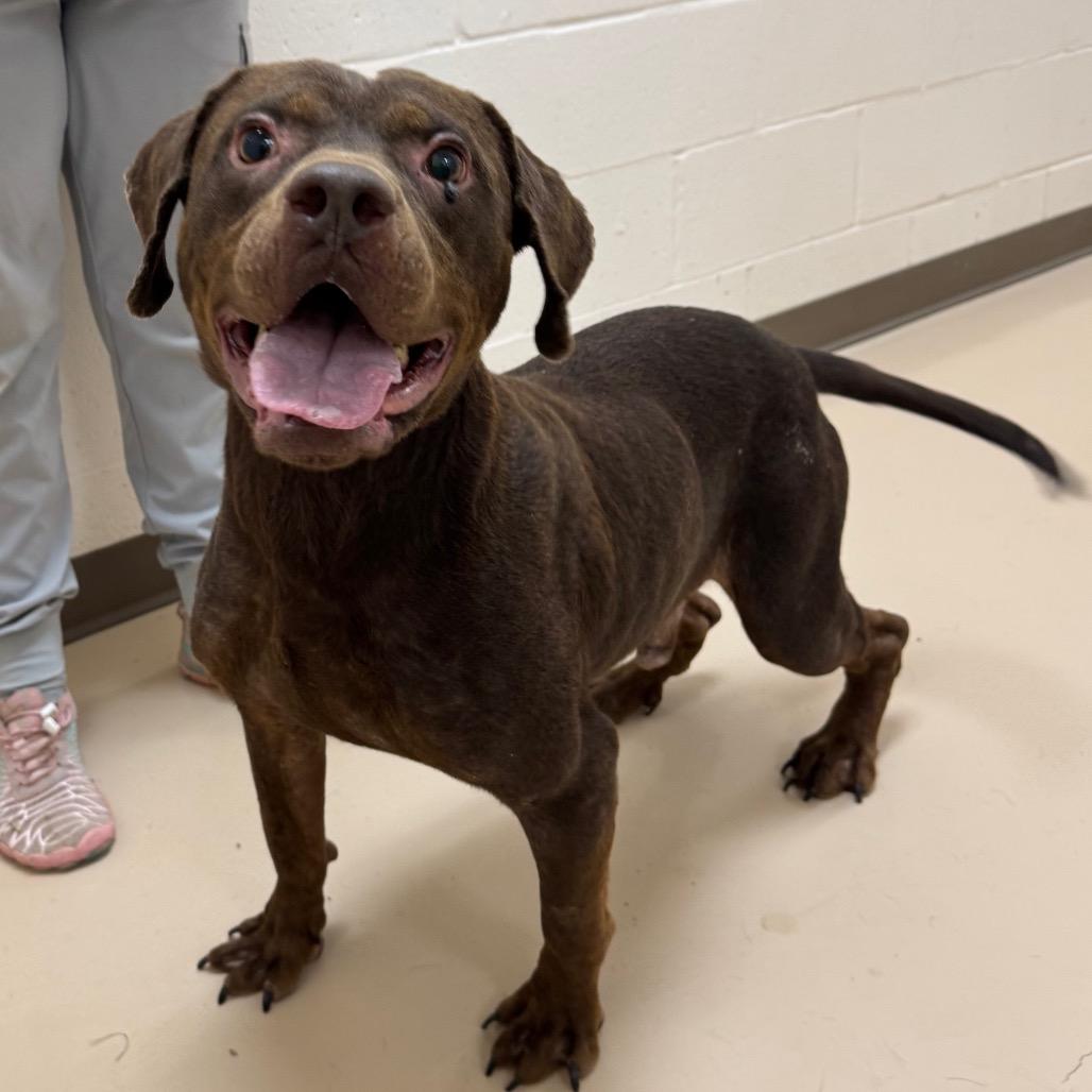 Enlarge Derpy, a Adoptable mixed breed in Pine Bluff, AR image 3/6