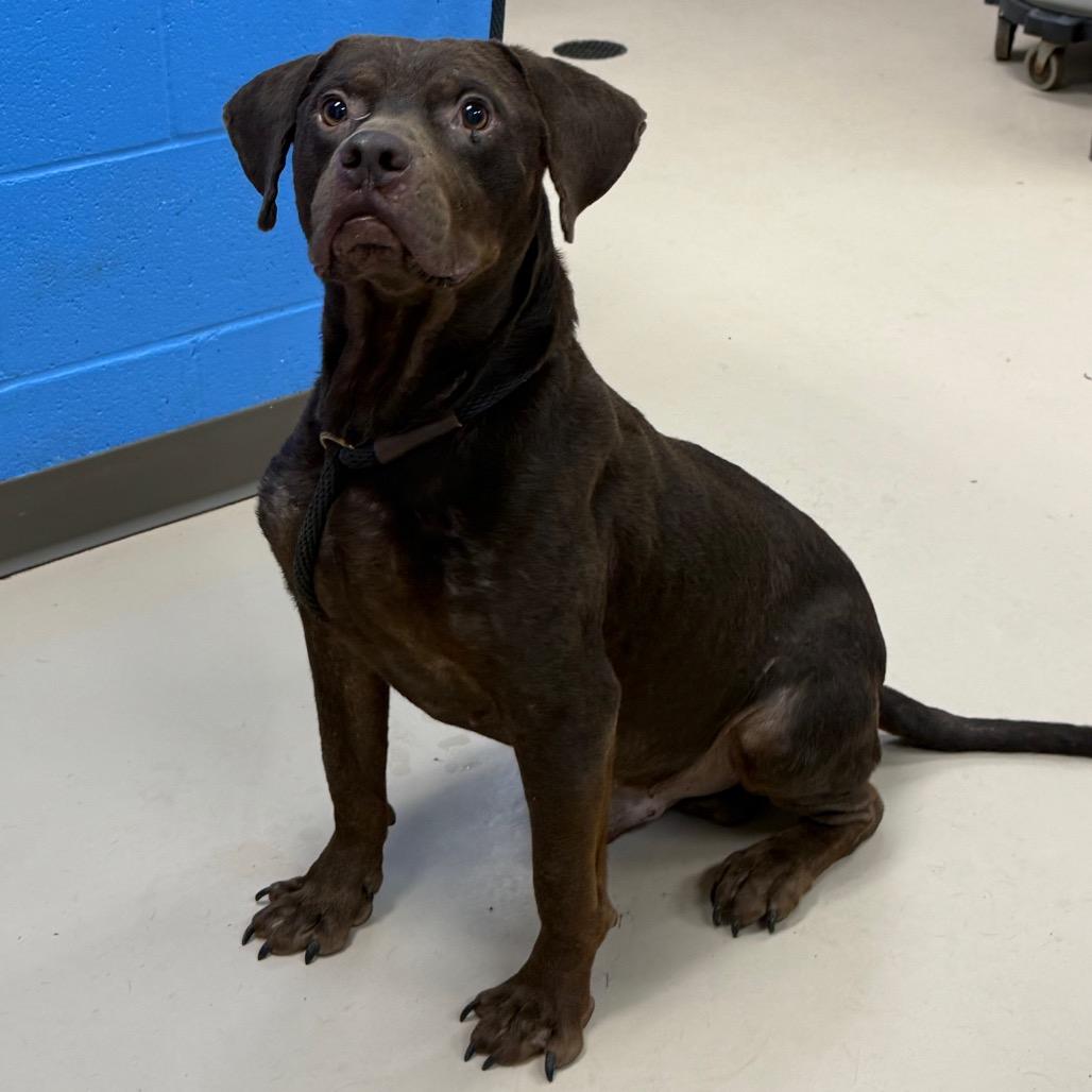 Enlarge Derpy, a Adoptable mixed breed in Pine Bluff, AR image 5/6