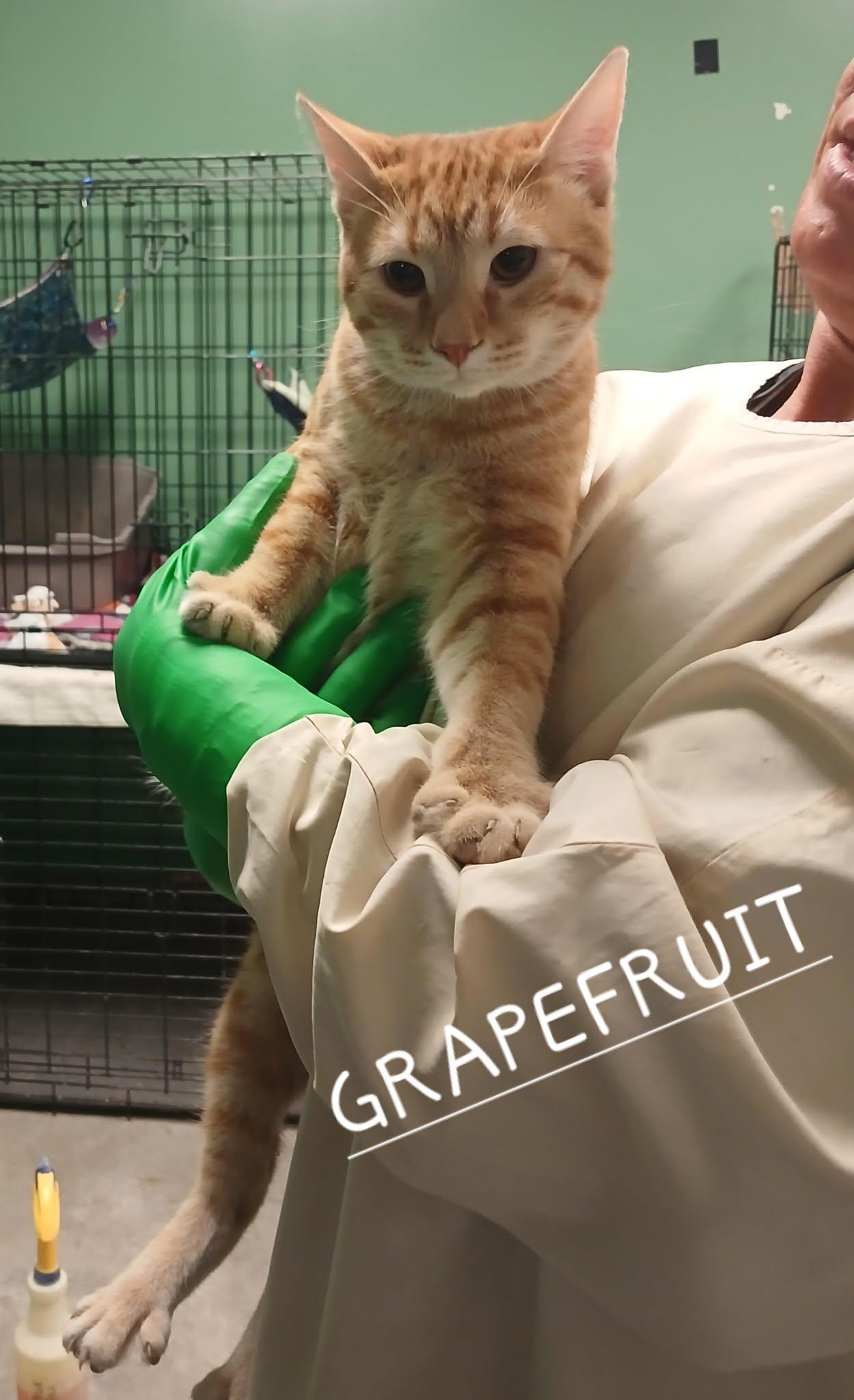 Grapefruit, Young Male unknown
