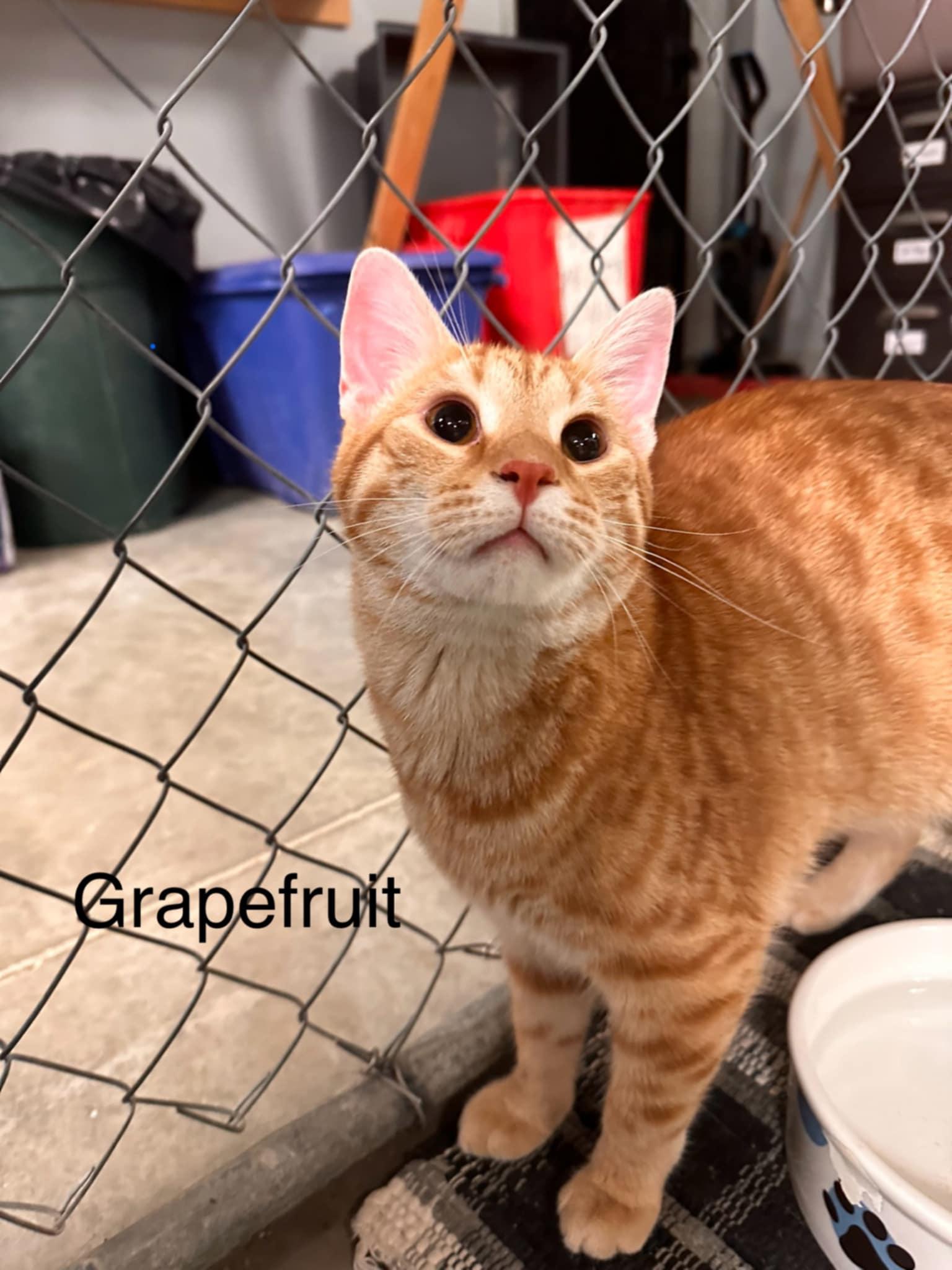 Grapefruit photo 2