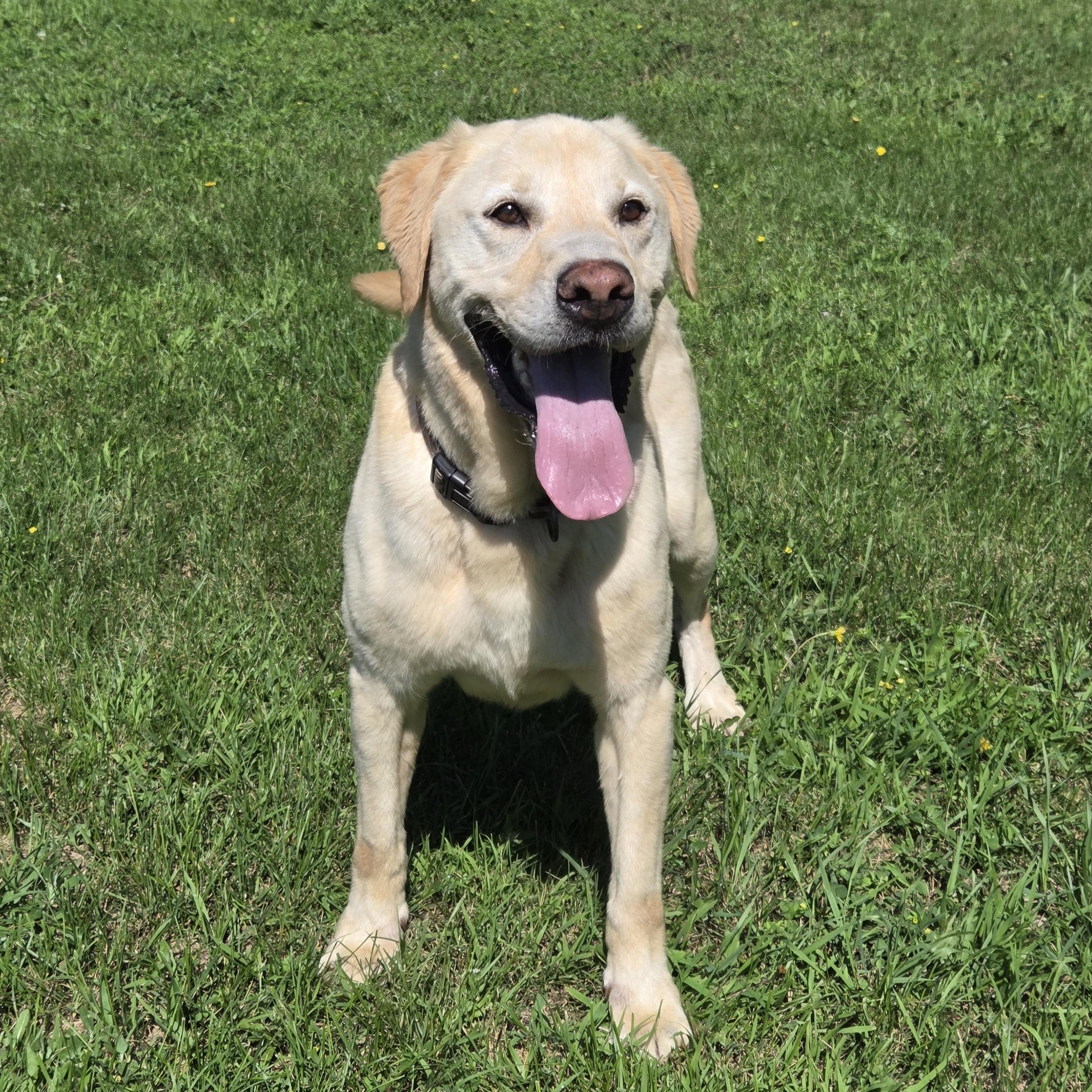 Venti, adopted, Adult Male Yellow Labrador Retriever.