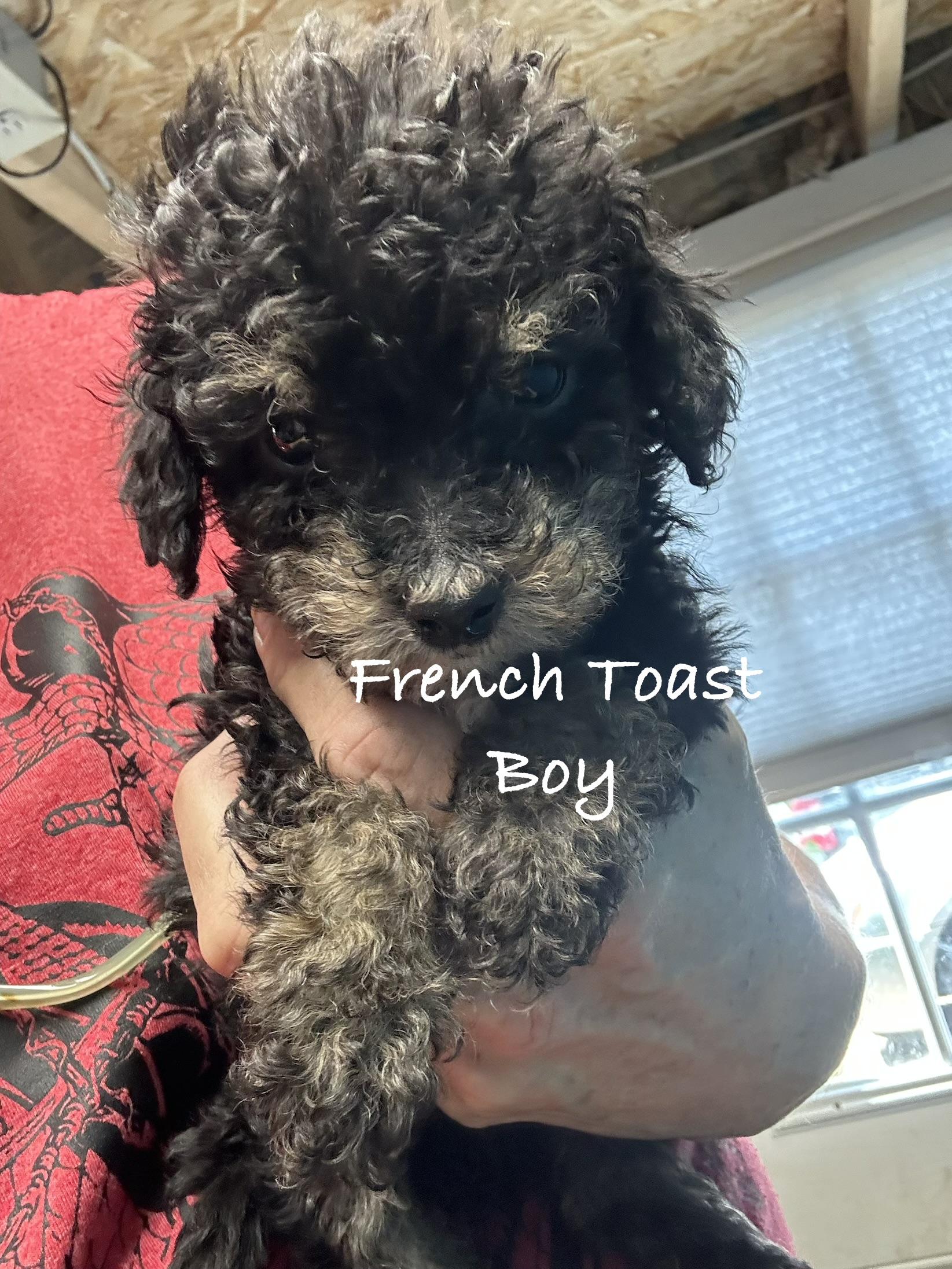 Enlarge French Toast, a ADOPTABLE Poodle (Toy) in Las Vegas, NV image 1/1