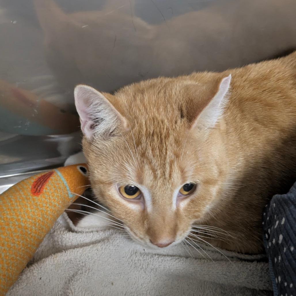 Julian — thumbnail 2