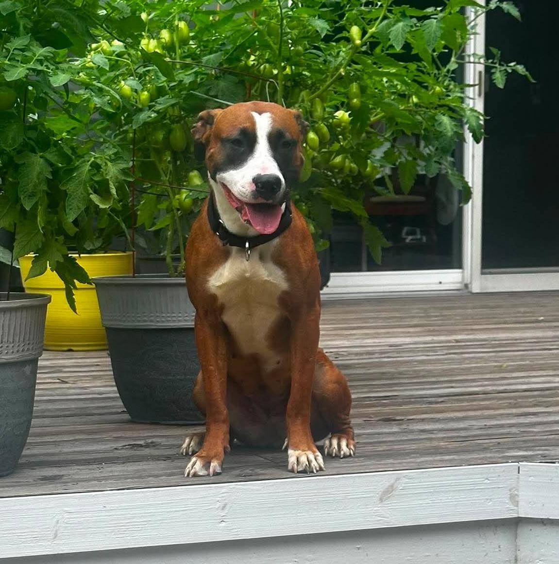Enlarge Hope Rose, a Adoptable mixed breed in Rochester, NY image 3/6