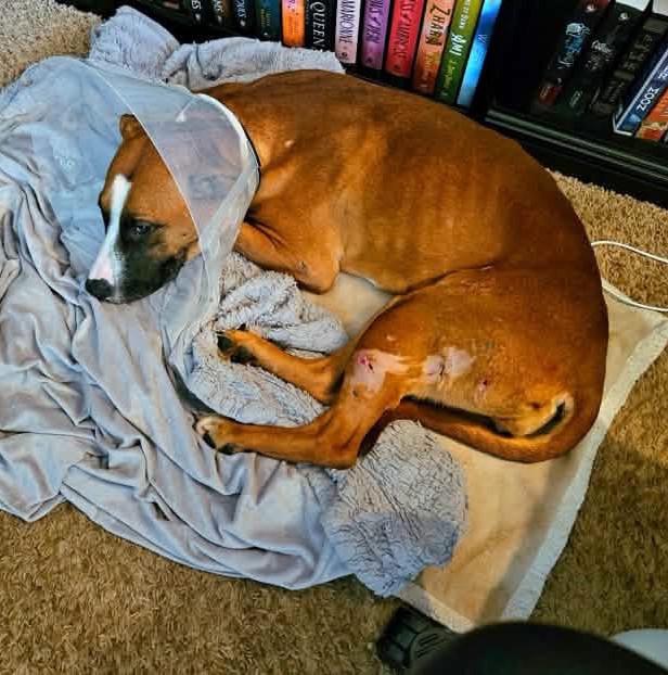 Enlarge Hope Rose, a Adoptable mixed breed in Rochester, NY image 5/6