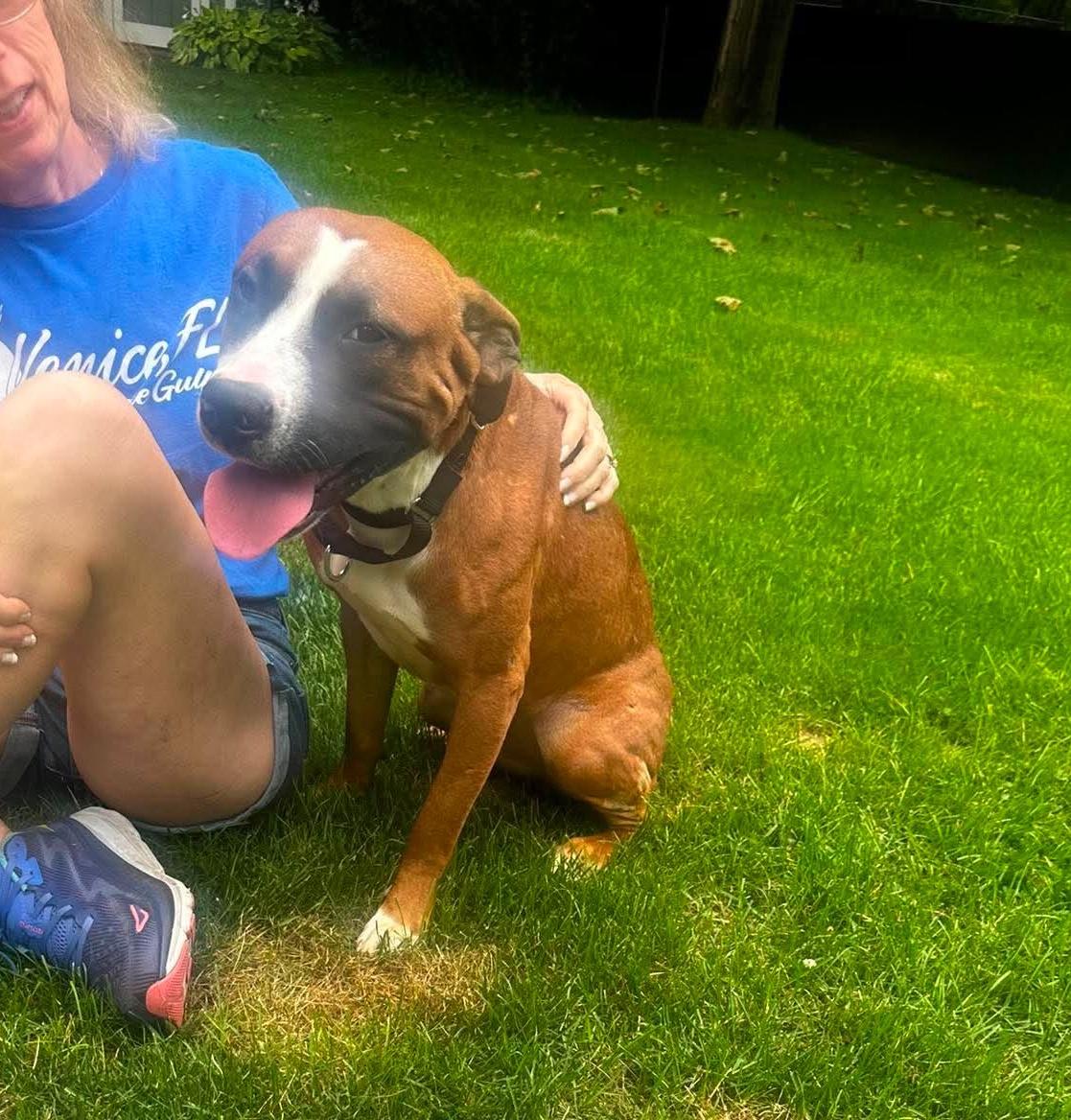Enlarge Hope Rose, a Adoptable mixed breed in Rochester, NY image 6/6