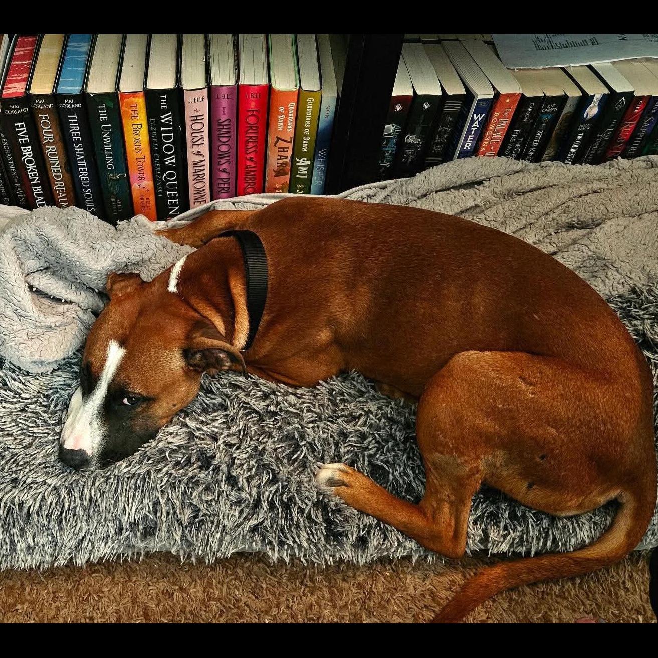 Enlarge Hope Rose, a Adoptable mixed breed in Rochester, NY image 2/6