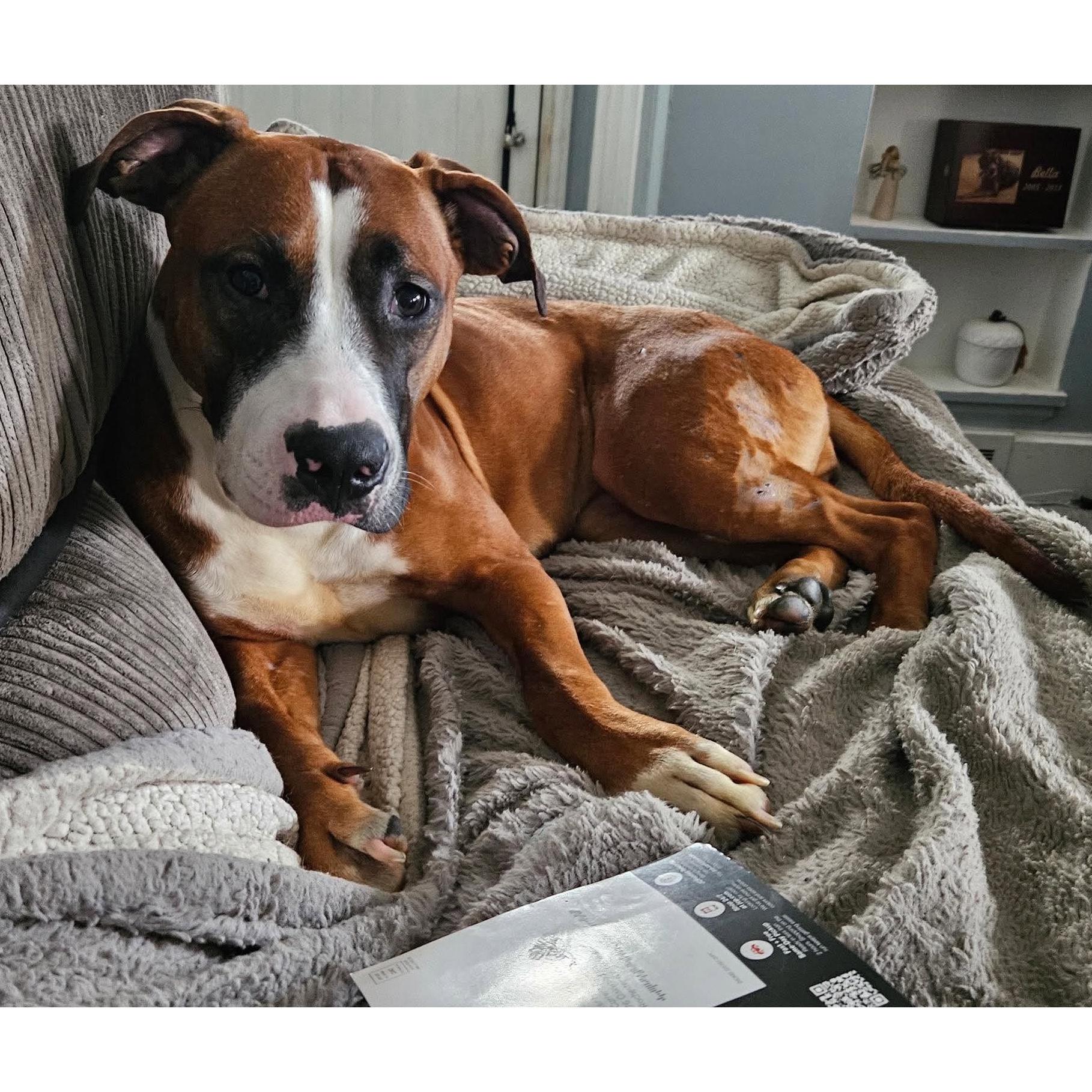 Hope Rose, Adoptable, Young Female Pit Bull Terrier.