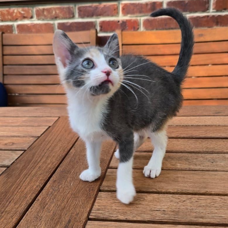 Melania, Adoptable, Kitten Female Domestic Short Hair.