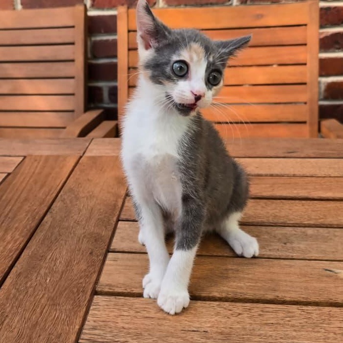 Enlarge Melania, a Adoptable Domestic Short Hair in Wrightstown, NJ image 5/5