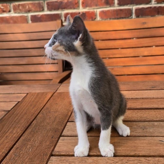Enlarge Melania, a Adoptable Domestic Short Hair in Wrightstown, NJ image 4/5
