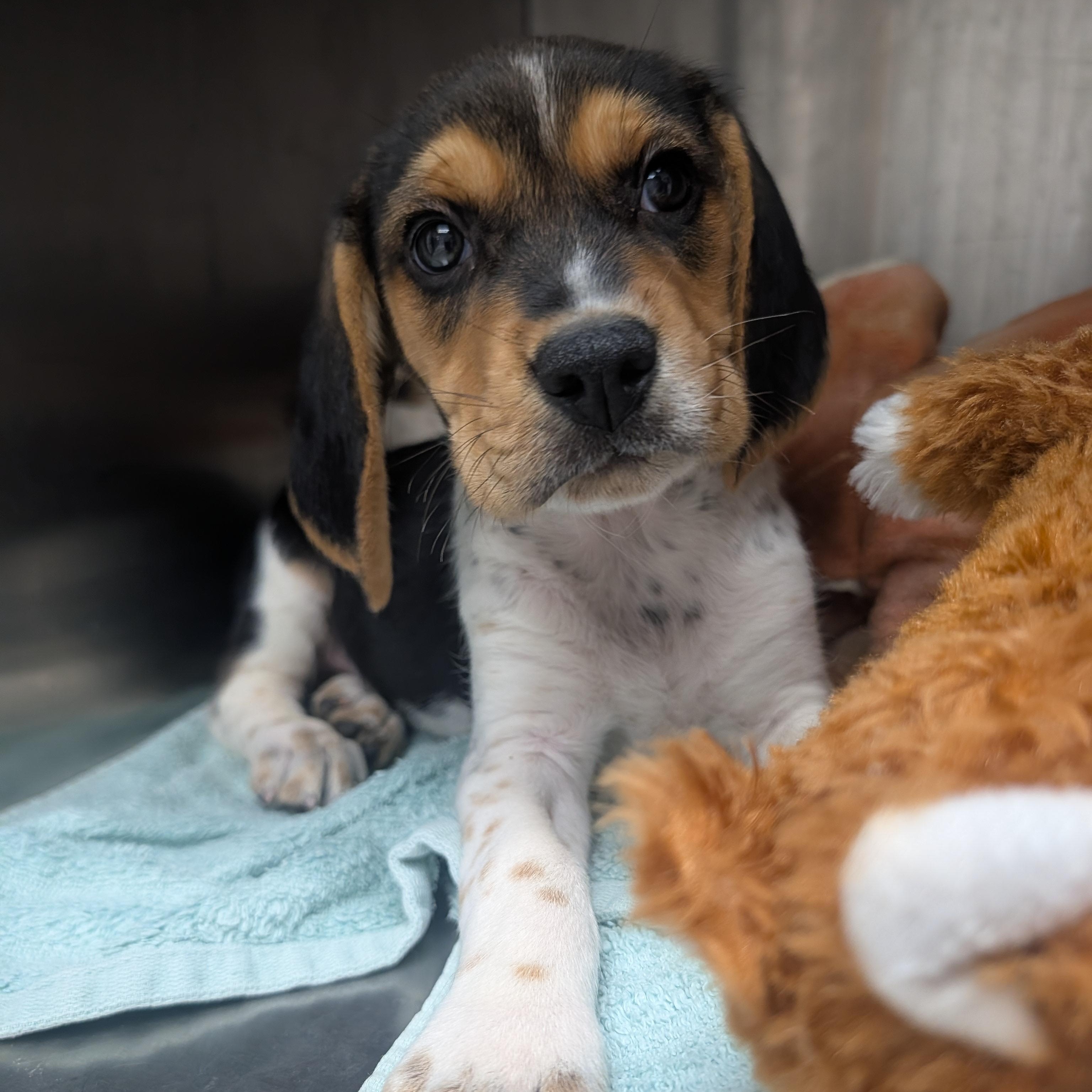 Beagle Puppies, a Adoptable Beagle in Oconto, WI image 3/5