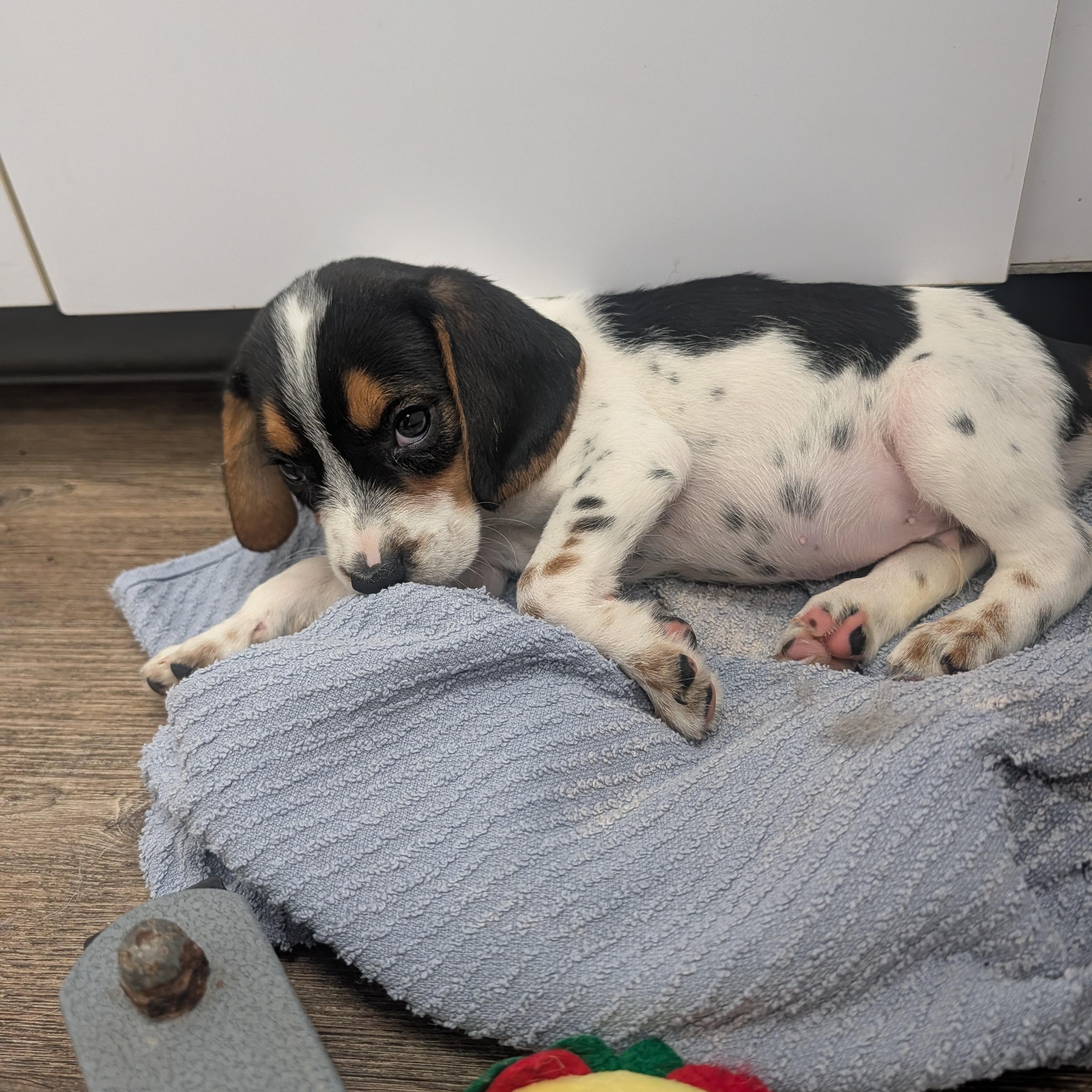 Beagle Puppies, a Adoptable Beagle in Oconto, WI image 4/5
