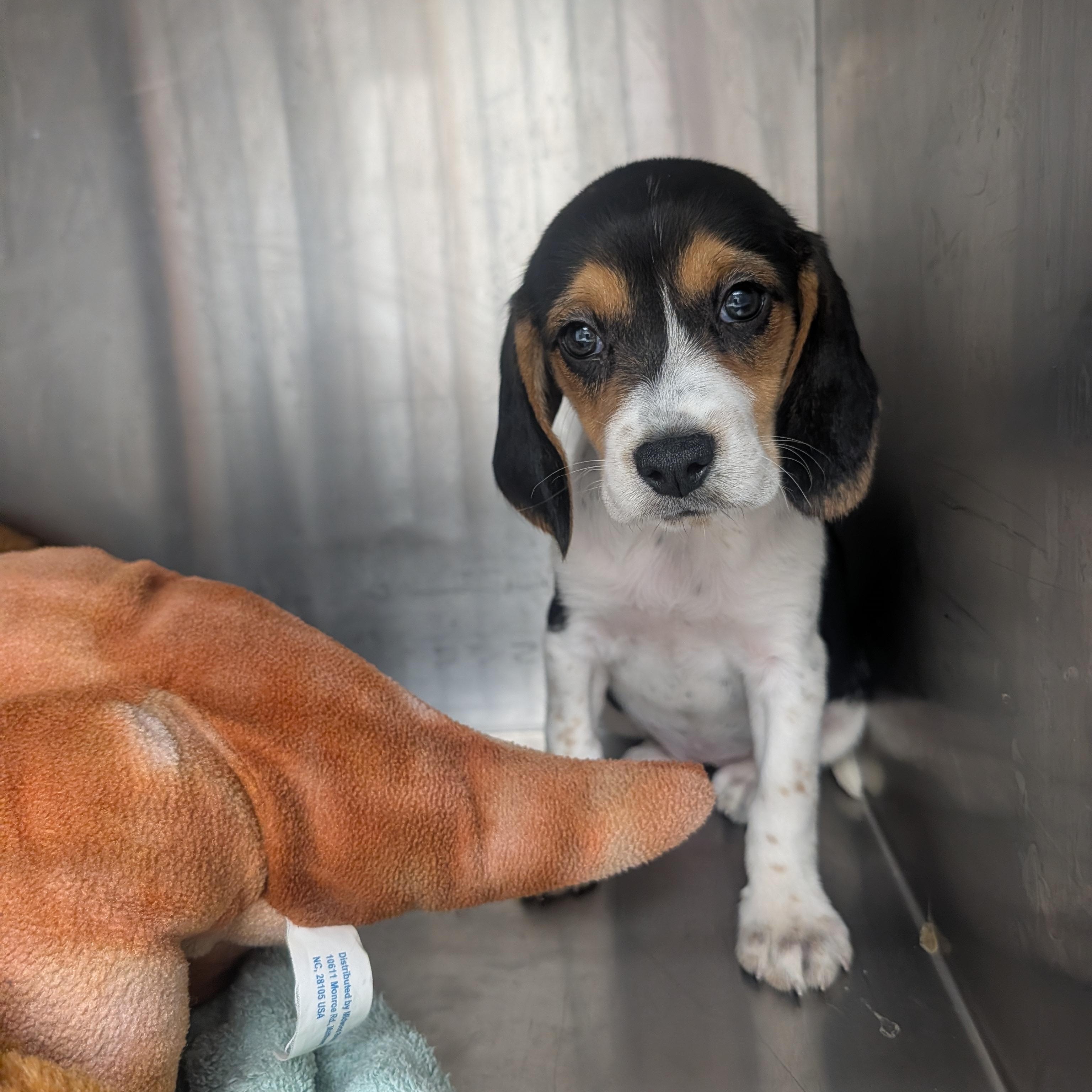 Beagle Puppies, a Adoptable Beagle in Oconto, WI image 2/5