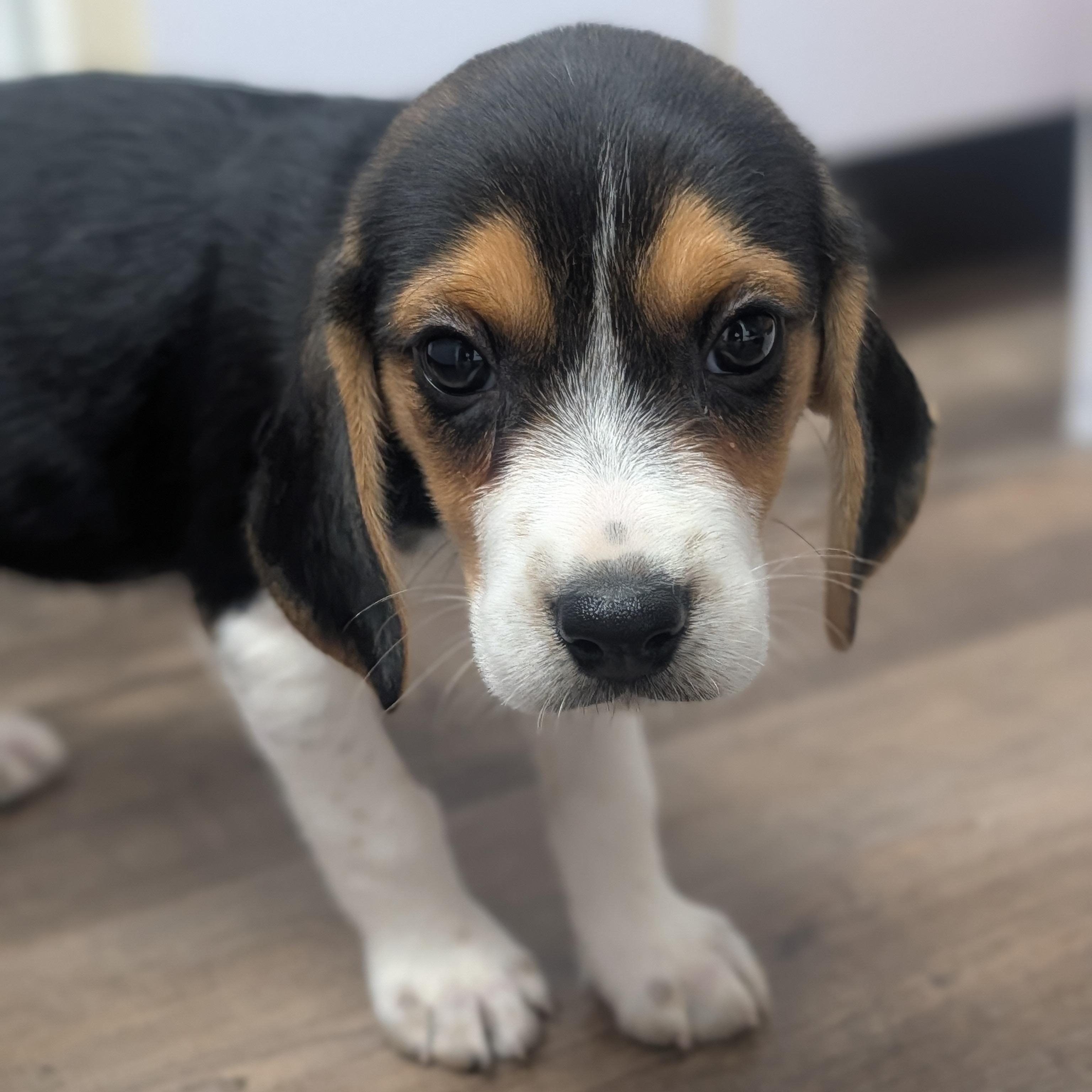 Beagle Puppies, a Adoptable Beagle in Oconto, WI image 5/5