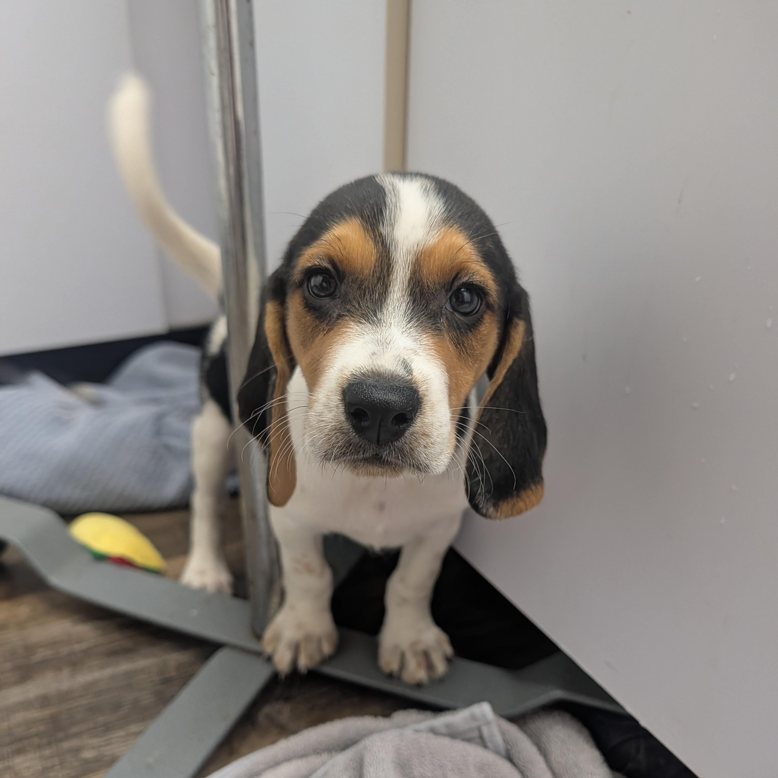 Beagle Puppies, Adoptable, Puppy Female Beagle.