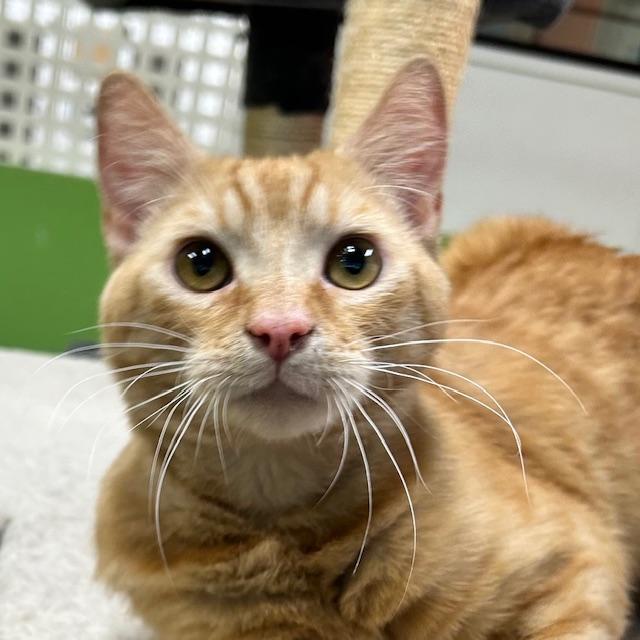 Roy, adoptable, Young Male Domestic Short Hair.
