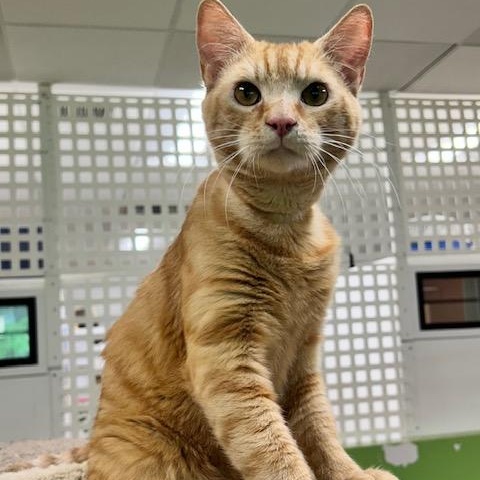 Enlarge Roy, an adoptable Domestic Short Hair in Edgewood, MD image 4/6