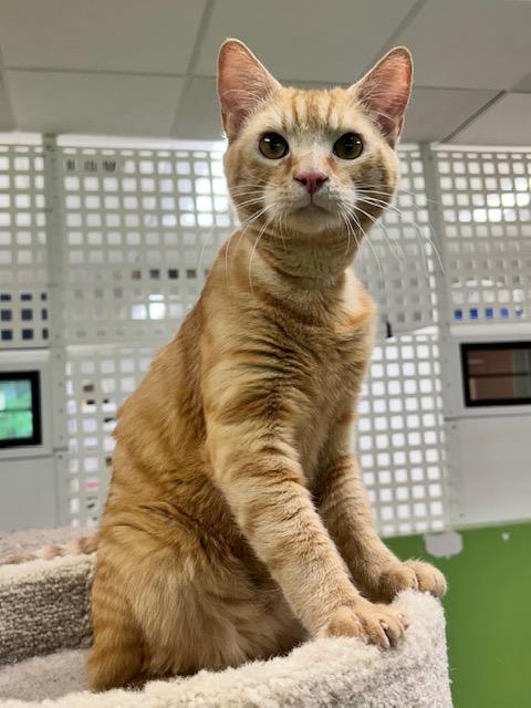 Roy, an adoptable Domestic Short Hair in Edgewood, MD image 4/6