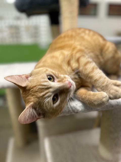 Roy, an adoptable Domestic Short Hair in Edgewood, MD image 5/6
