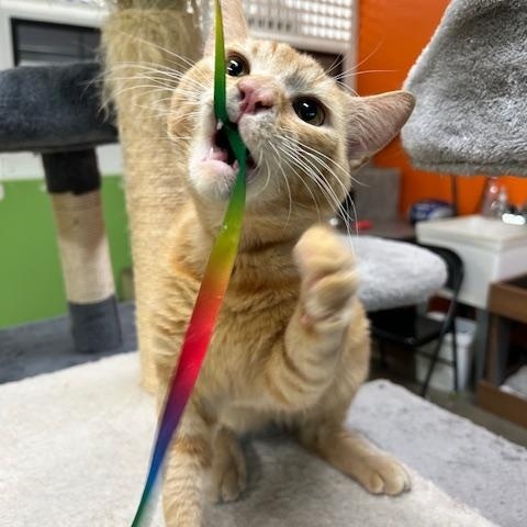 Roy, an adoptable Domestic Short Hair in Edgewood, MD image 2/6