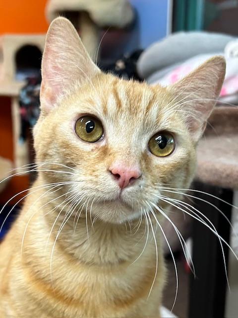 Roy, an adoptable Domestic Short Hair in Edgewood, MD image 6/6