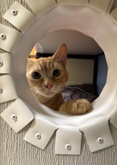 Roy, an adoptable Domestic Short Hair in Edgewood, MD image 3/6