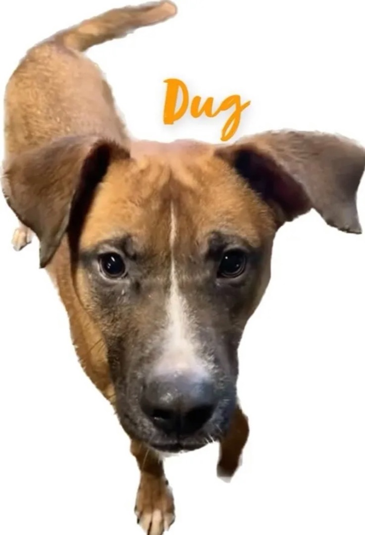 Enlarge Dug, a Adoptable mixed breed in Canyon, TX image 1/2