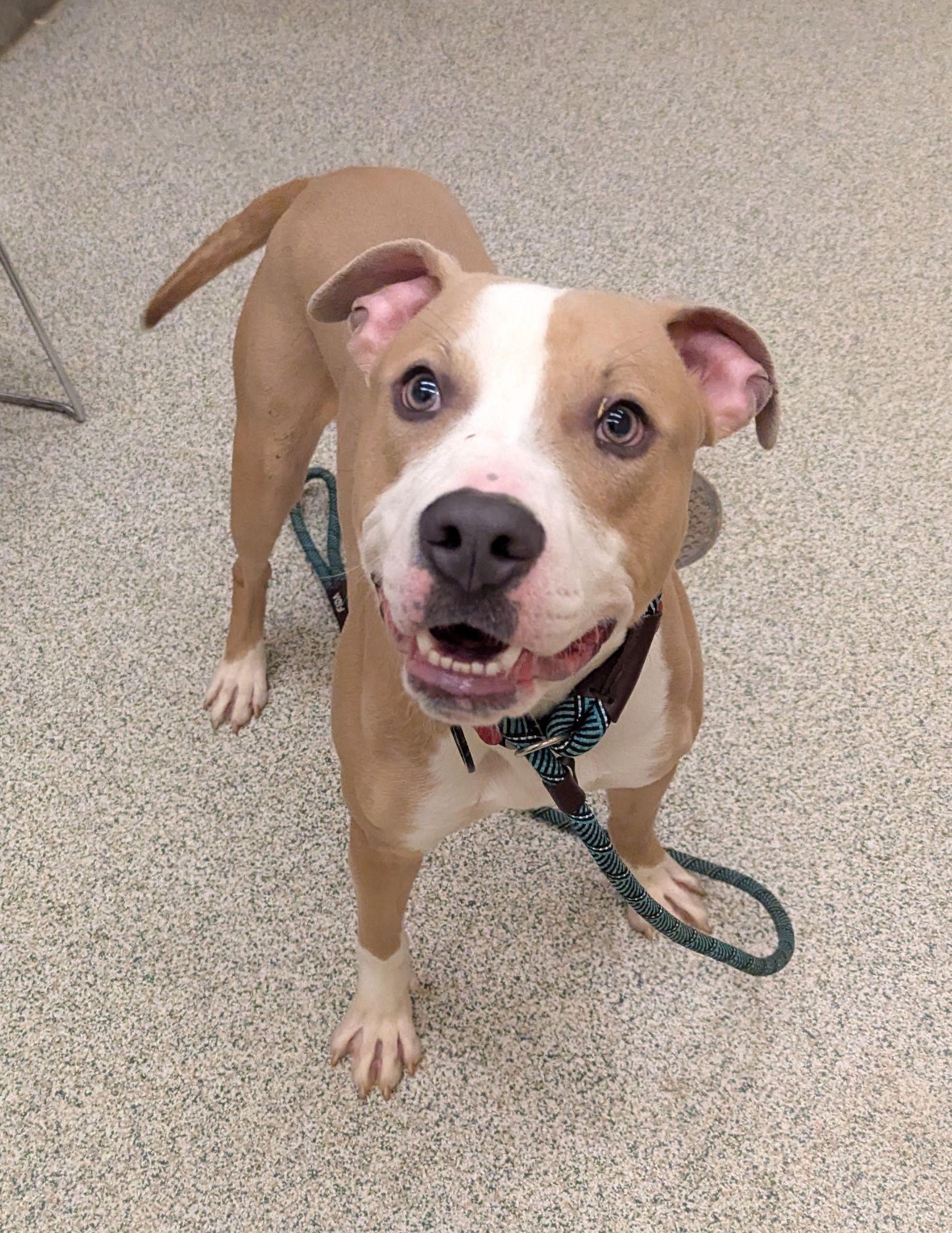 Bronx, adopted, Young Male Pit Bull Terrier.