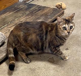 Enlarge Rainbow (gorgeous tabbico who loves to talk to you all day long!), a Adoptable mixed breed in Southern Pines, NC image 5/5