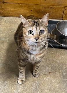 Enlarge Rainbow (gorgeous tabbico who loves to talk to you all day long!), a Adoptable mixed breed in Southern Pines, NC image 3/5