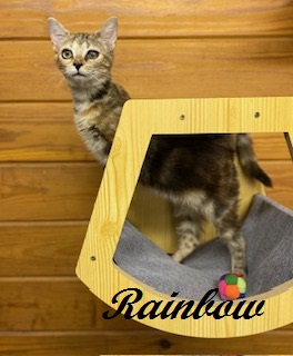 Rainbow (gorgeous tabbico who loves to talk to you all day long!)