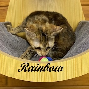 Rainbow (gorgeous tabbico who loves to talk to you all day long!), a Adoptable mixed breed in Southern Pines, NC image 2/4