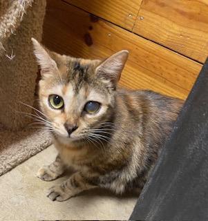 Enlarge Rainbow (gorgeous tabbico who loves to talk to you all day long!), a Adoptable mixed breed in Southern Pines, NC image 2/5
