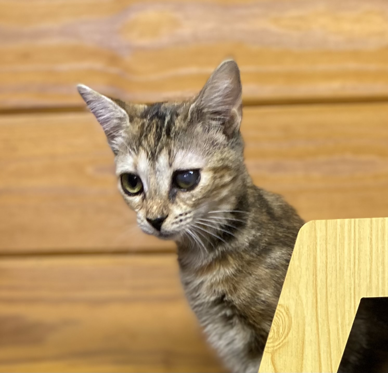Rainbow (gorgeous tabbico who loves to talk to you all day long!), a Adoptable mixed breed in Southern Pines, NC image 3/4
