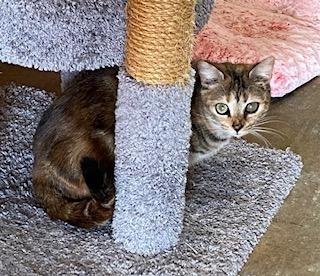 Enlarge Rainbow (gorgeous tabbico who loves to talk to you all day long!), a Adoptable mixed breed in Southern Pines, NC image 4/5