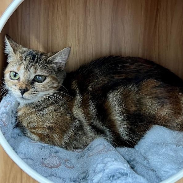 Rainbow (gorgeous tabbico who loves to talk to you all day long!)