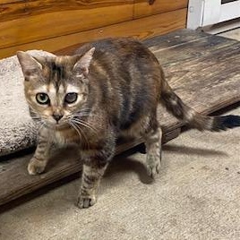 Rainbow (gorgeous tabbico who loves to talk to you all day long!), Adoptable, Kitten Female Calico & Tabby.